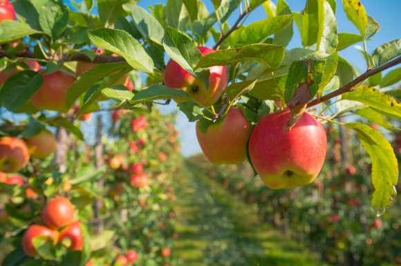 Entreprise pour la plantation d'arbres fruitiers de saison dans un jardin à Le Pin