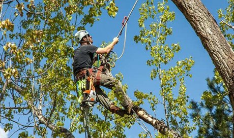 Entreprise professionnelle pour abattre un arbre de plus de 15 mètres à Apprieu